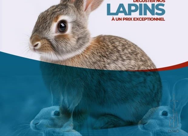 CHEZ LES SOEURS SERVANTES DE MARIE DE DOUALA – LA VIANDE DU LAPIN BIO